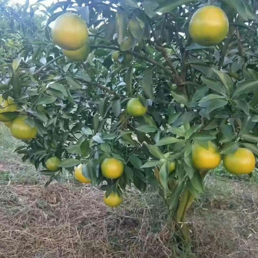 南宁 红江橙