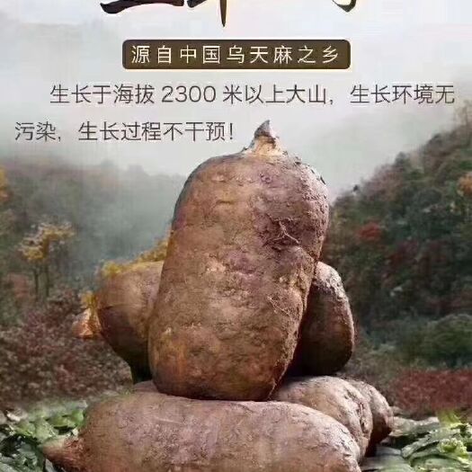 彝良县小草坝天麻