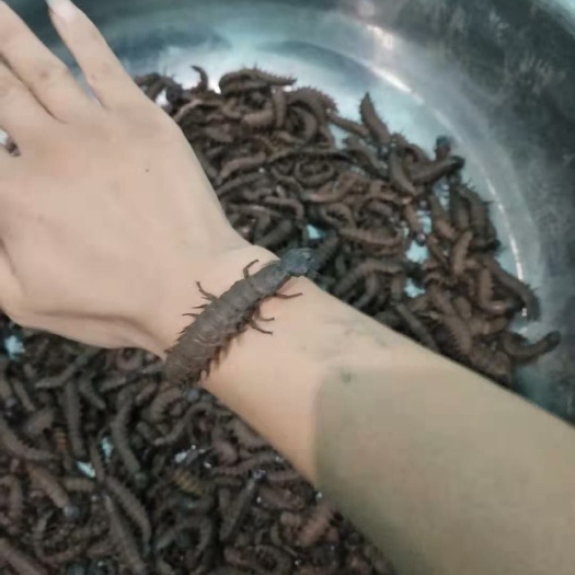 富民县 大量供应爬沙虫，需要的提前联系