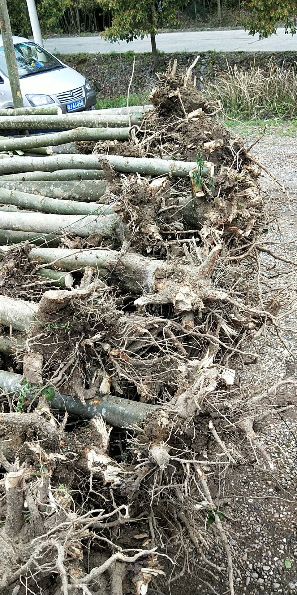  栾树，黄山栾树