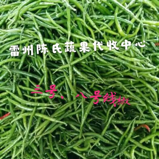 雷州市3号线椒已大量供应