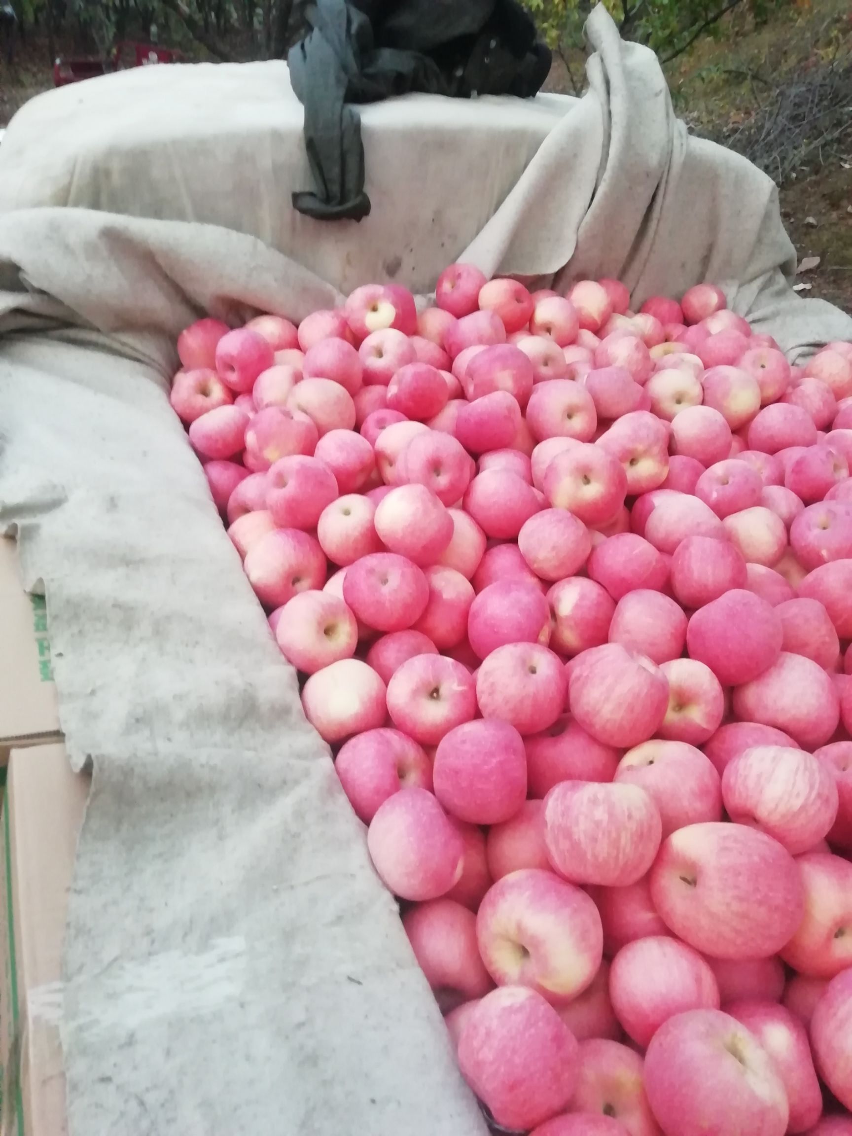 红富士苹果 70mm以上 全红 纸袋