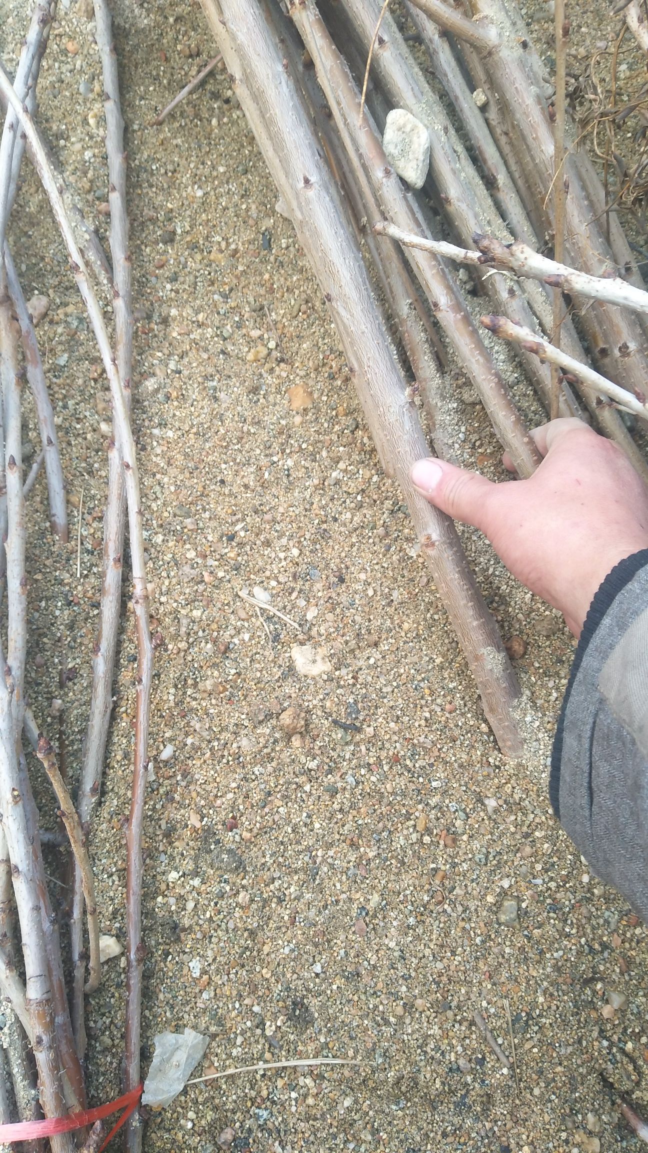  樱桃苗车厘子树苗