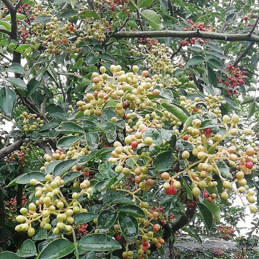 泰安 无刺大红袍花椒苗量大从优