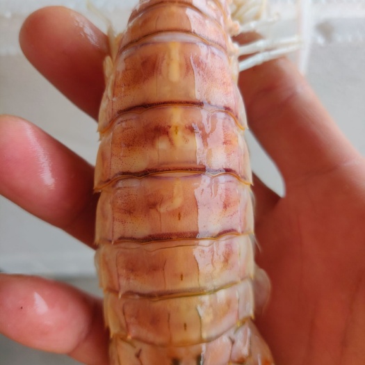 北海 活煮皮皮虾