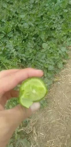 潍坊 脆甜萝卜上市