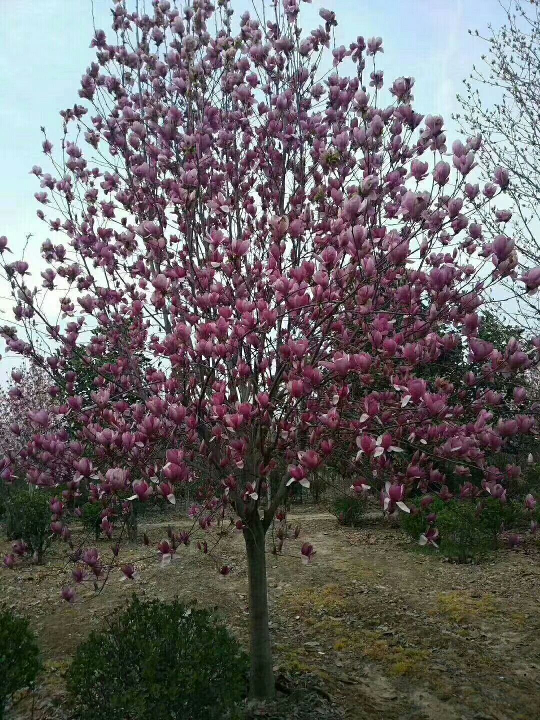  大量供应。红玉兰树。七叶树雪松树。大叶女贞。红叶石楠。小叶贞