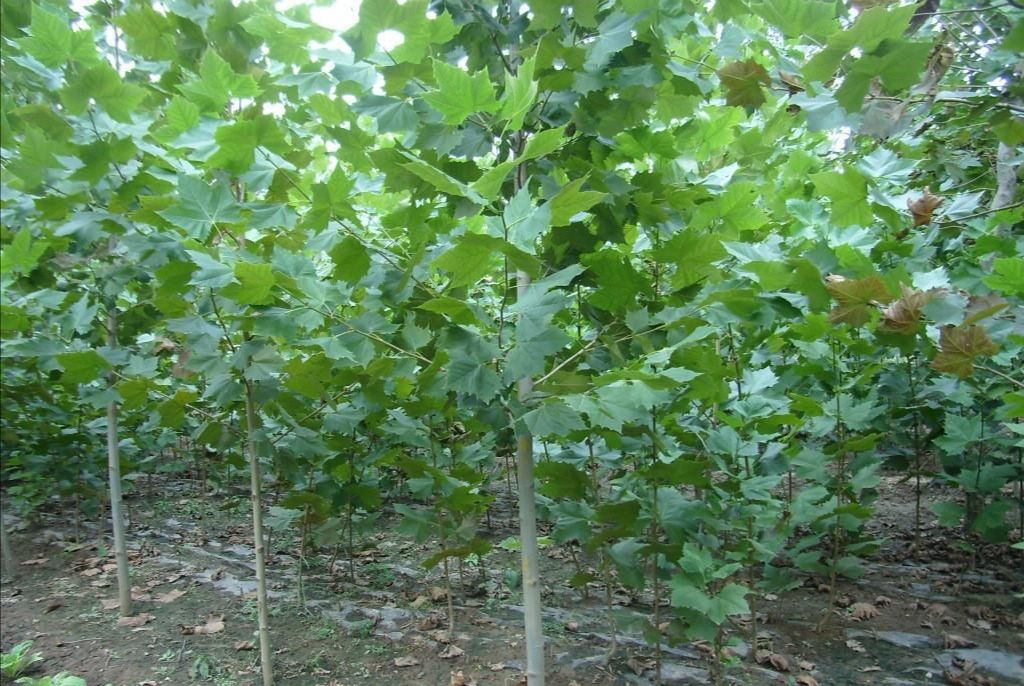 法国梧桐  法桐，小苗，基地大量现货，质量好，欢迎各位老板下单。