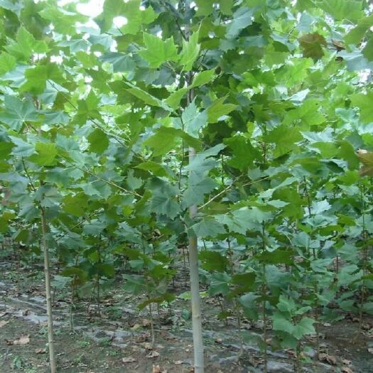泰安法国梧桐  法桐，小苗，基地大量现货，质量好，欢迎各位老板下单。