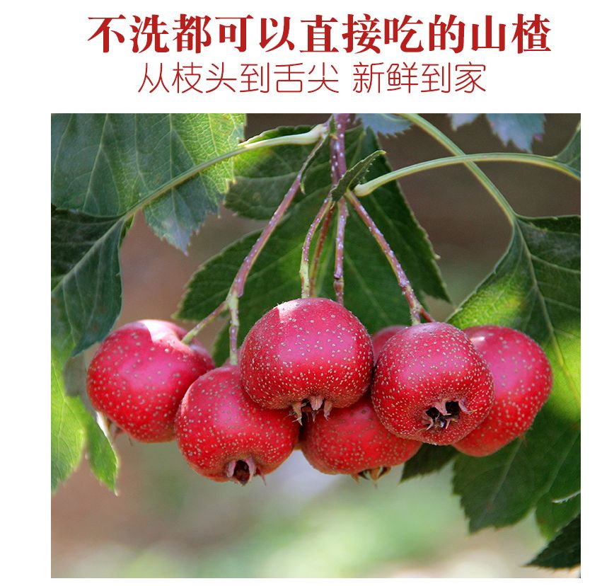 山里红 酸甜可口