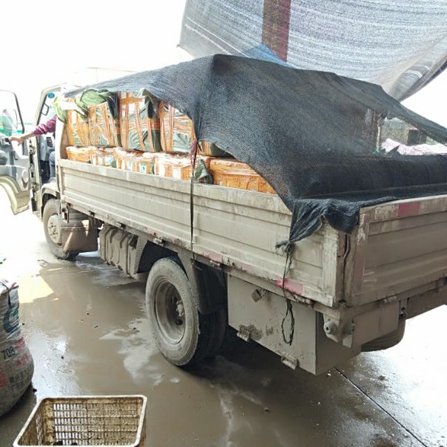 薄壳大石螺各种规格长期供应肉质保满全国物流配送！