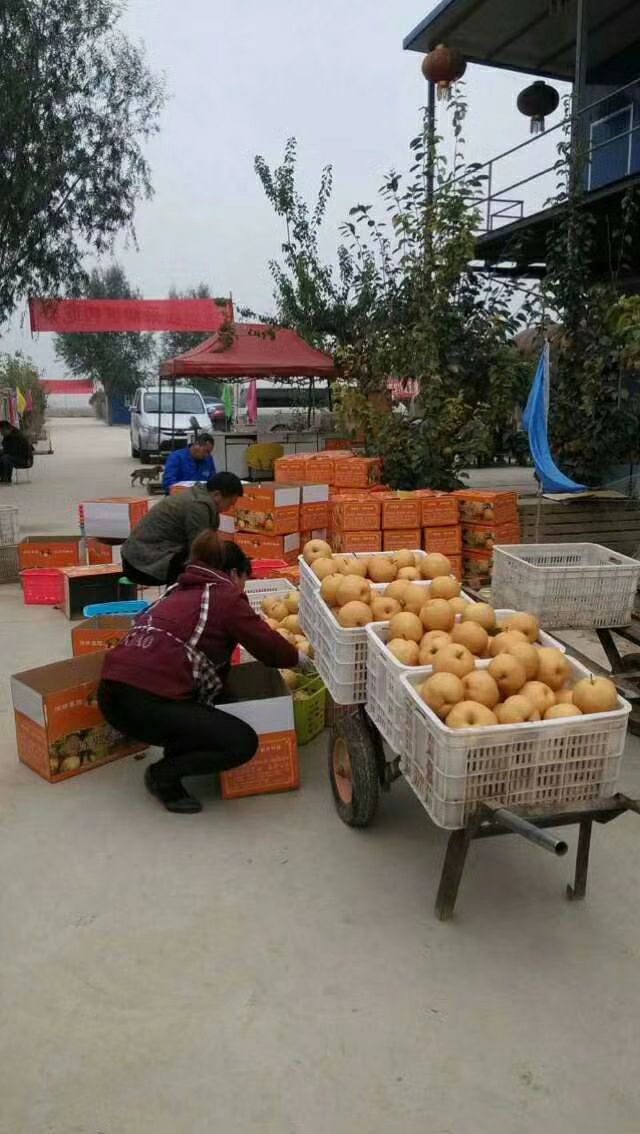  傻嫩蜜梨