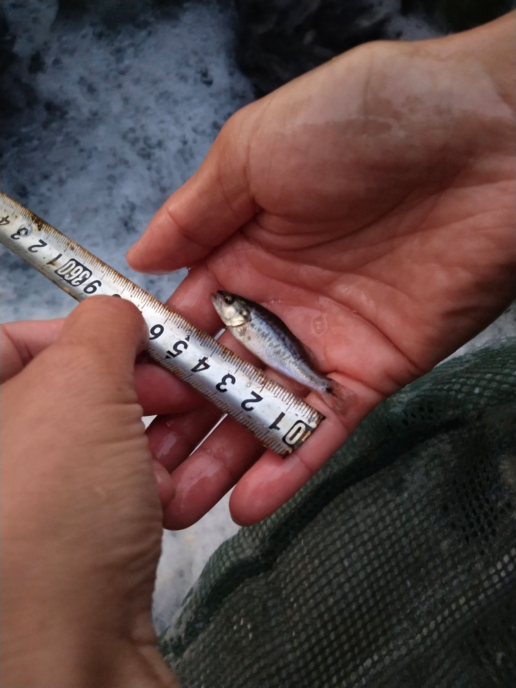  大量供应优质鲈鱼苗