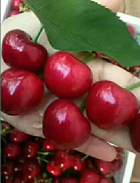  吉塞拉矮化樱桃苗