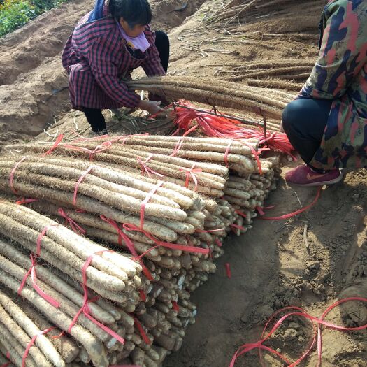 临漳县 各种规格铁棍山药，卖相好，价格美丽！