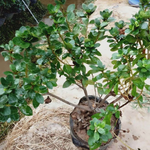 金华红罗宾石楠 我是浙江金华玩泥巴的，有需要杯苗的老板请联系我吧