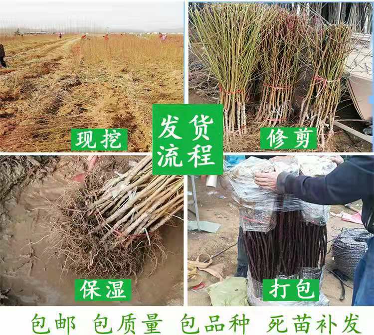 中油油桃苗 苗圃直供，保证品种和成活。1-3嫁接苗都有，免费技术指导。