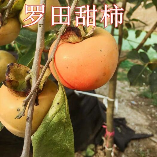 平邑县磨盘柿苗 【果树苗 盆栽地栽 嫁接柿子树苗 当年结果 柿子苗 南北方种