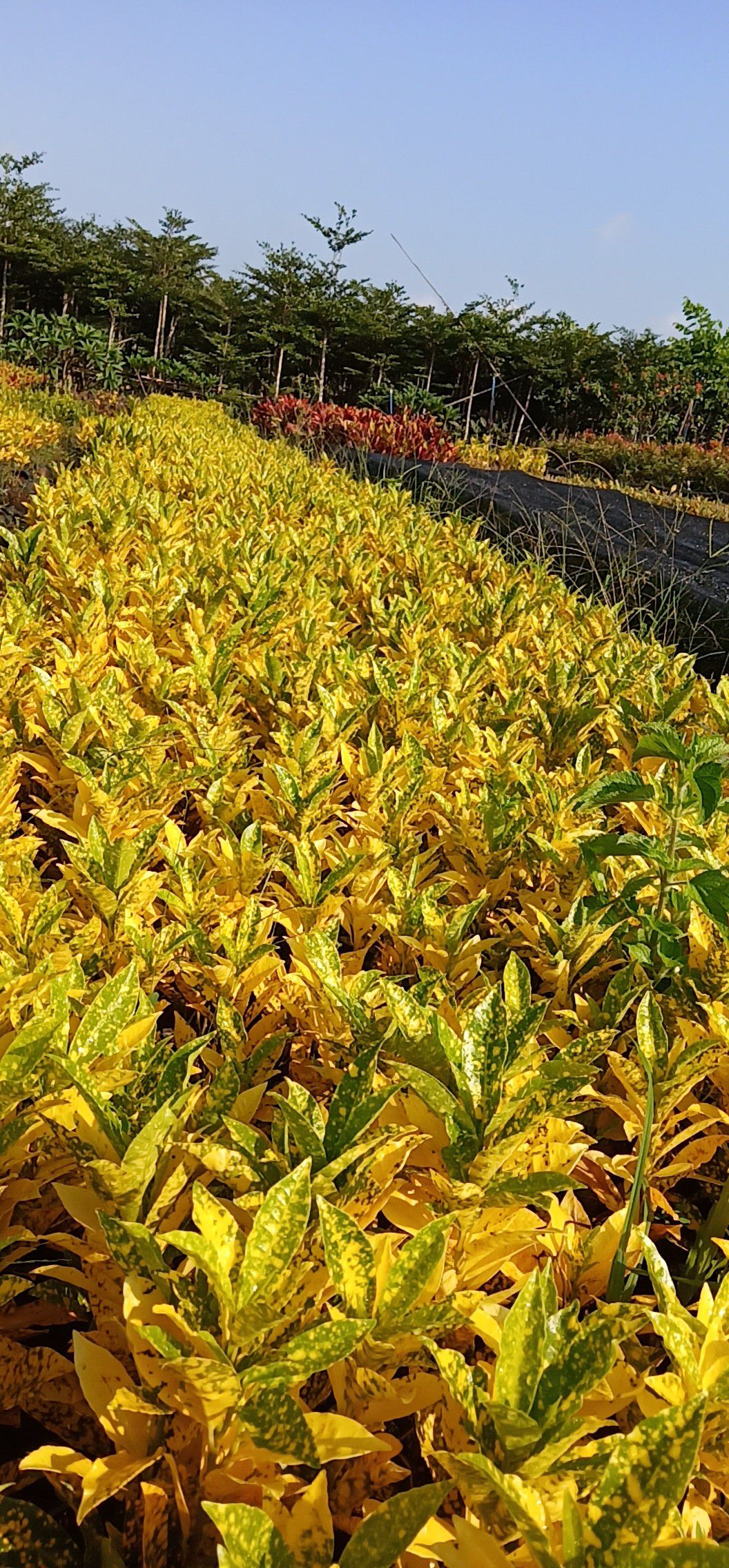  大量变叶木100000 龙船花100000