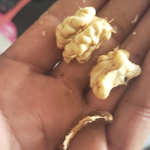 禄劝县大泡核桃 26~30mm 去皮 散装