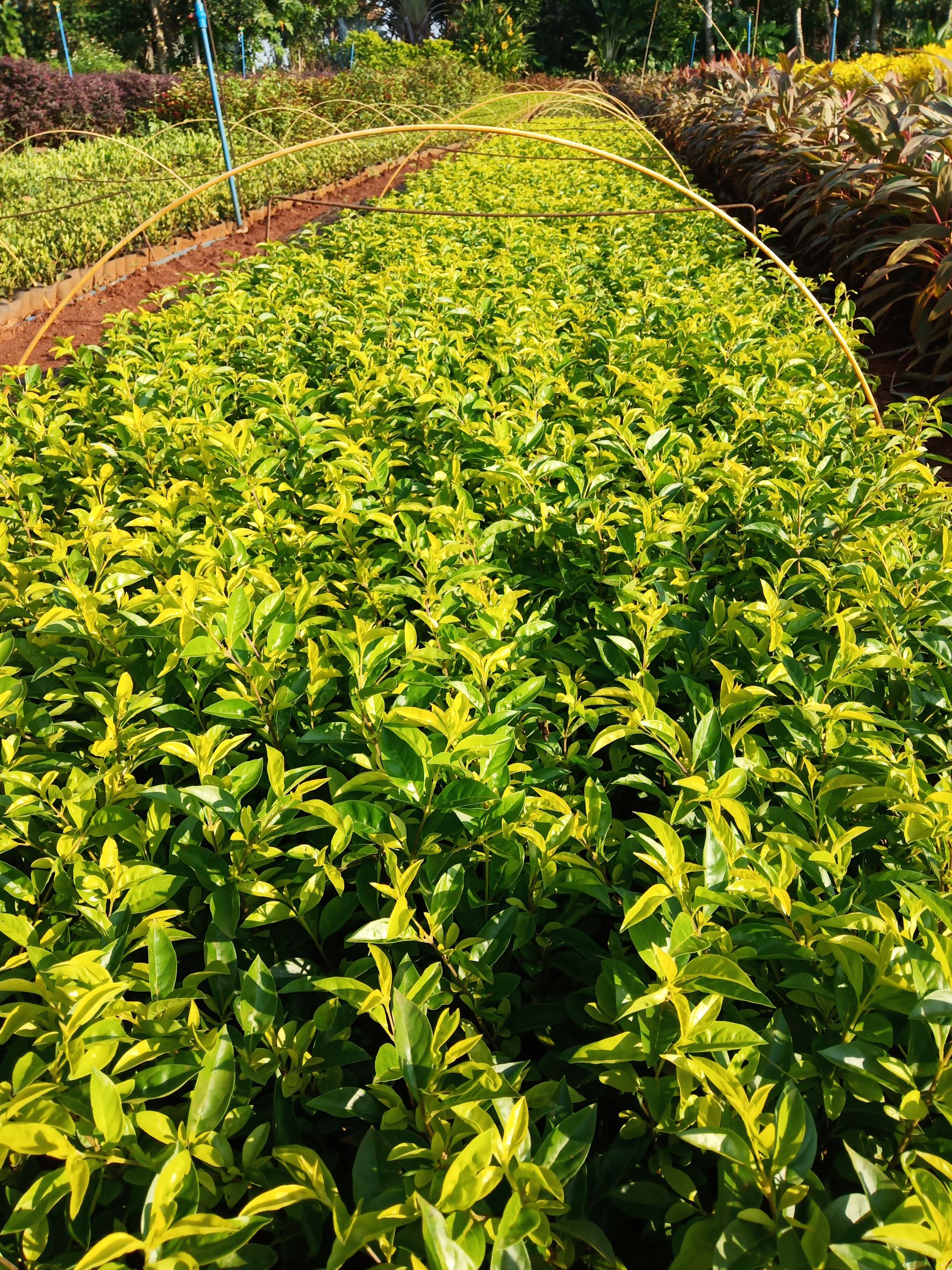  大量变叶木100000 龙船花100000