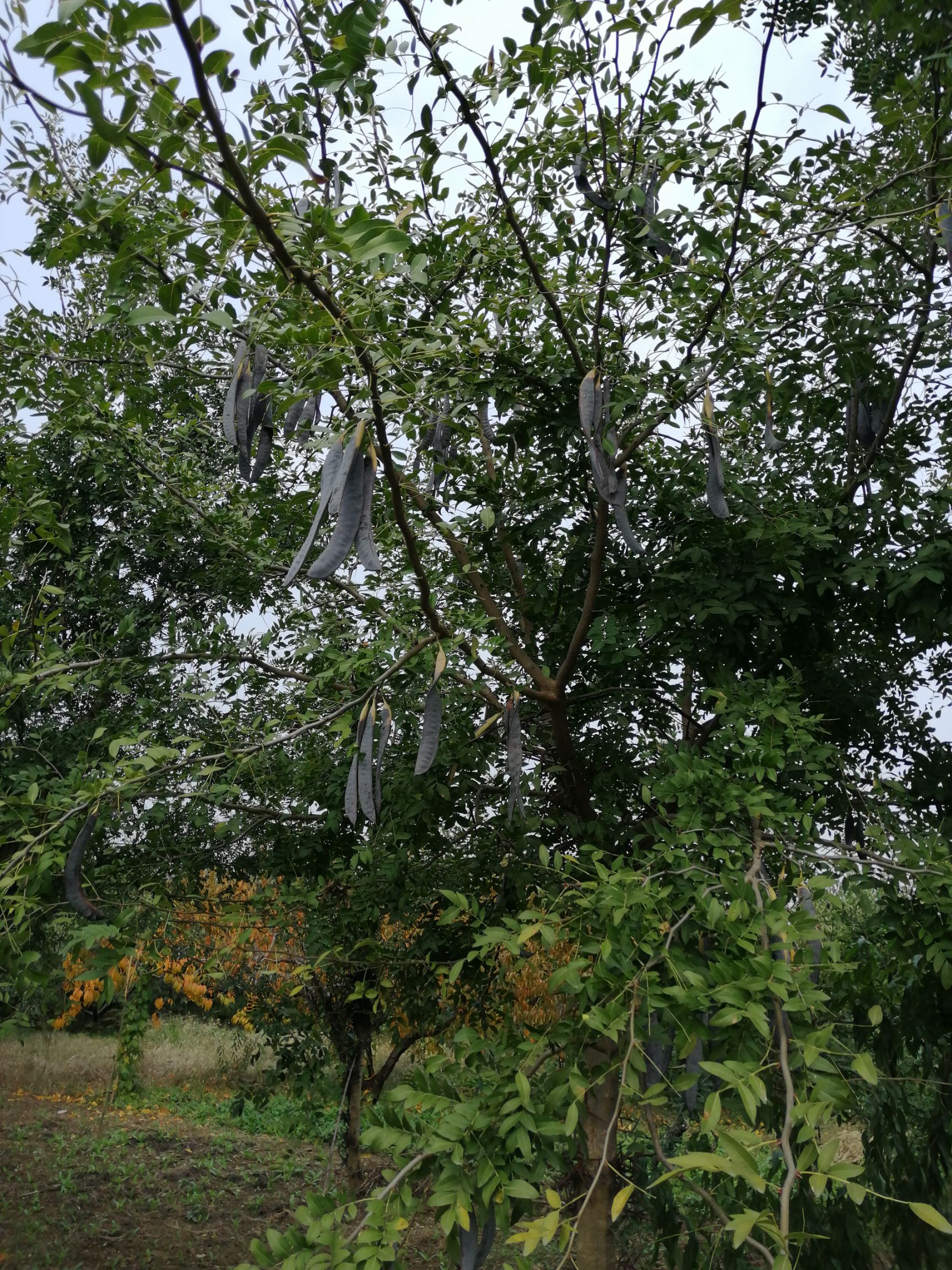  皂角树