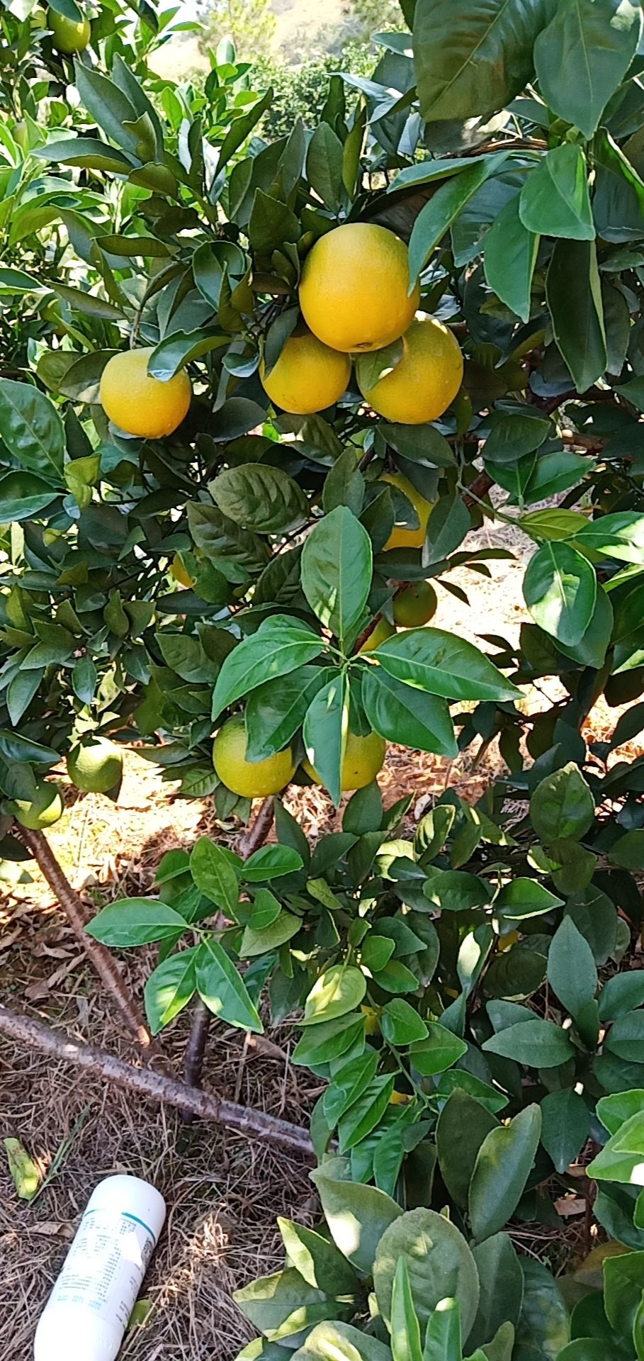 桔橙 95 - 100mm 8两以上