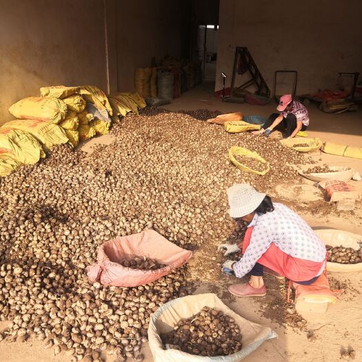 贺州青梗马蹄 大号