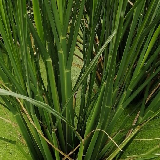弋阳县双季茭白 25-35cm