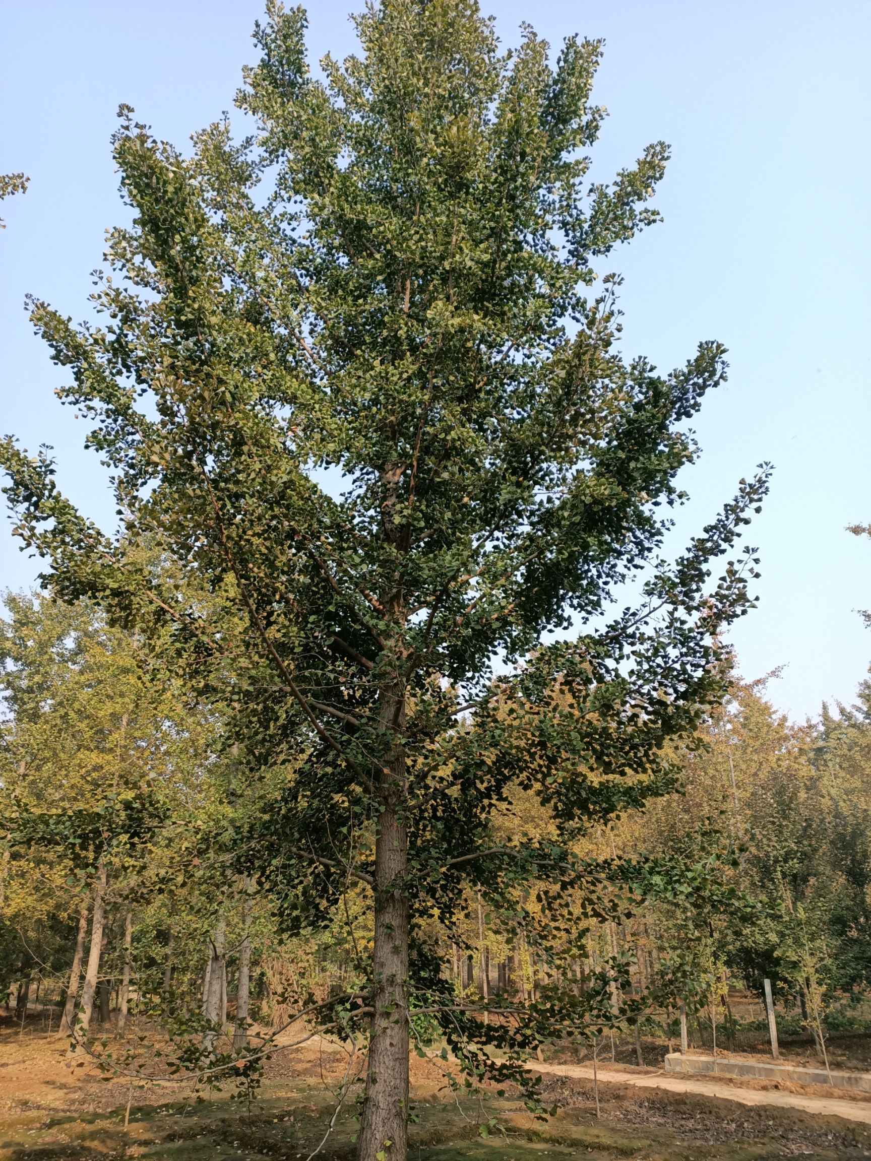 银杏树-20公分大量供应