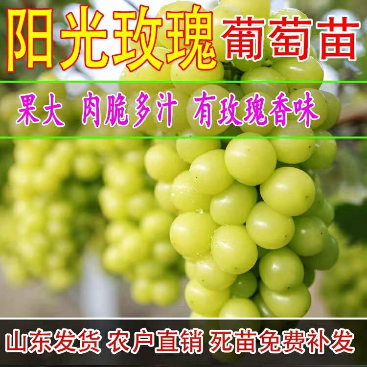  阳光玫瑰葡萄苗，浪漫红颜，l基地直销，包品种包成活保湿发货