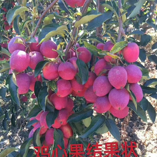 西丰县蛇果苹果苗 没有华丽的广告包装语言  农家自由果树苗出售 价格合理