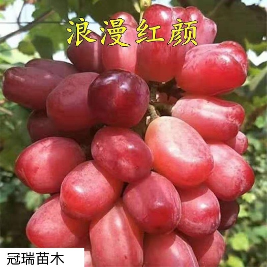 平邑县浪漫红颜葡萄苗 浪漫红颜葡萄树苗特大无核当年挂果品种保证保成活适合南北方种植