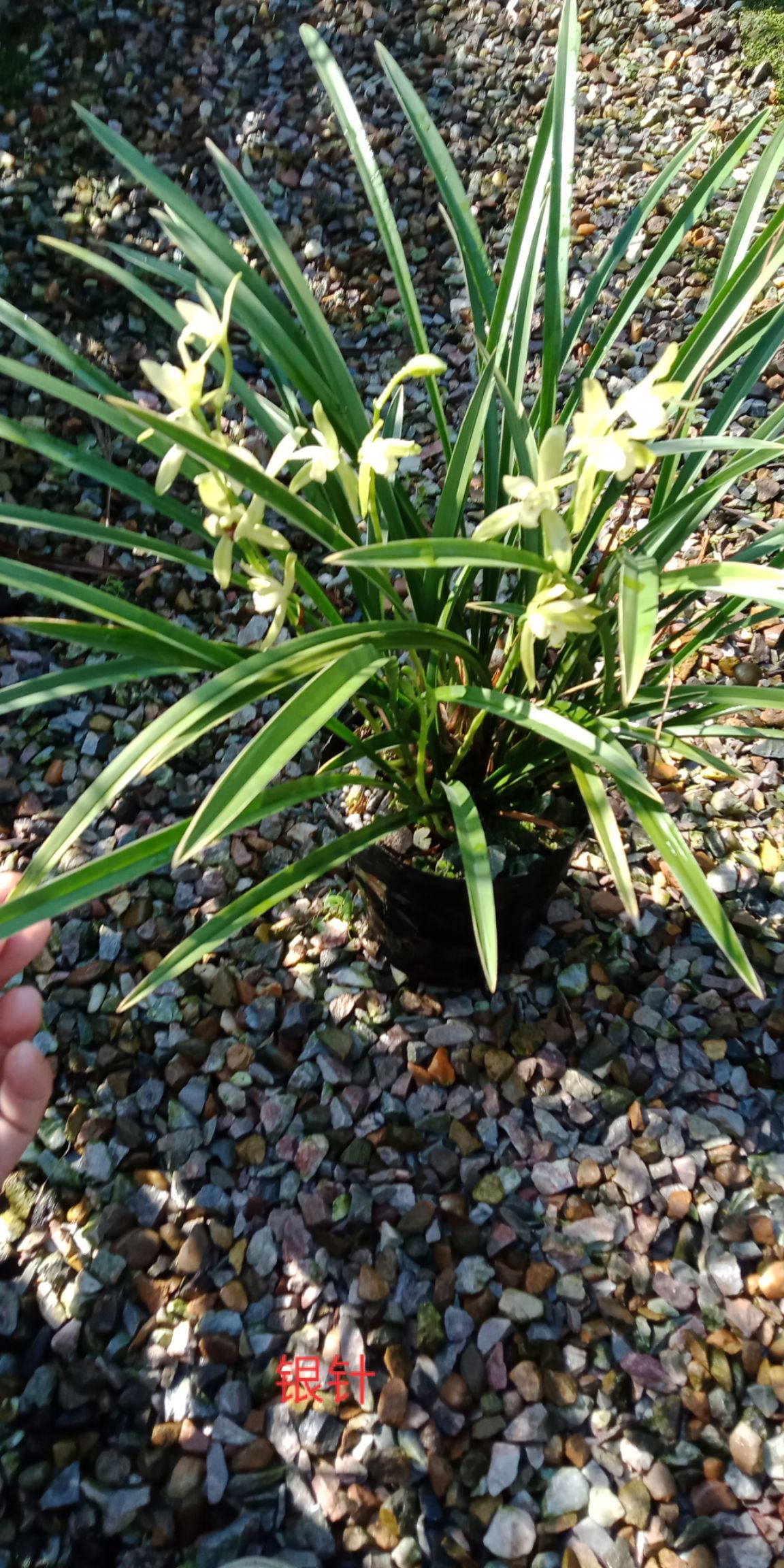  基地直销 建兰 四季兰 银针 带花苞 好养易活