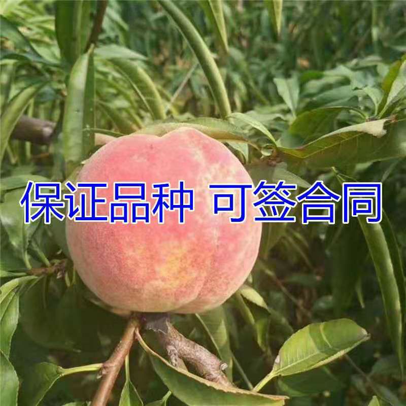 秋红桃苗 苗圃直供，保证品种和成活。1-3嫁接苗都有，免费技术指导。