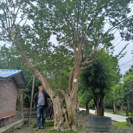 成都红花紫薇 大红紫微，双头，43公分至26公分，，