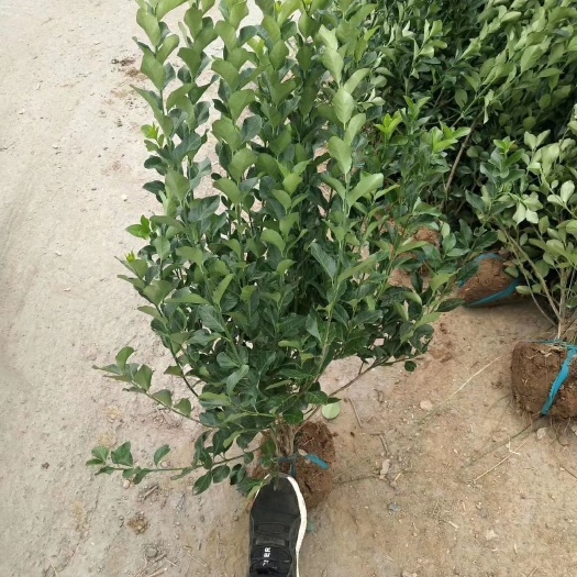 沭阳县 卫矛球价格卫矛毛球胶东卫矛苗