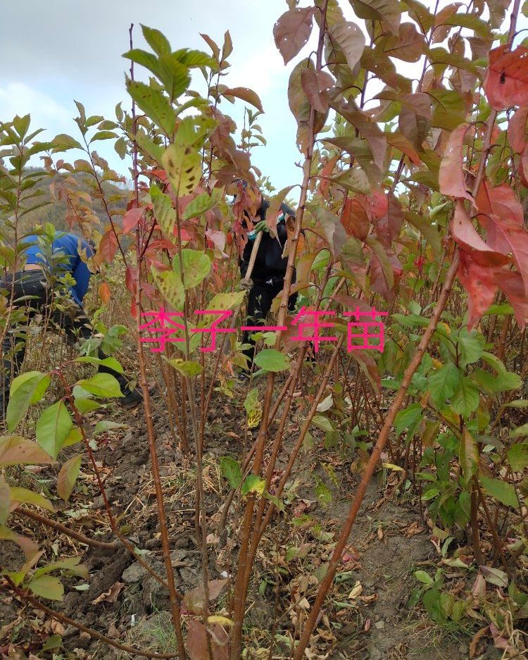 九台晚李苗 北方李子晚黄李子一年苗