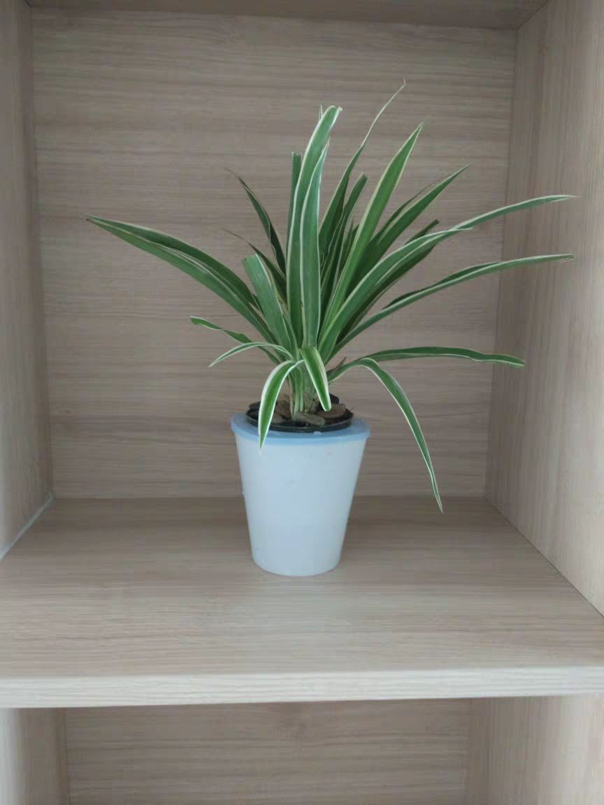 金边吊兰 30~50cm