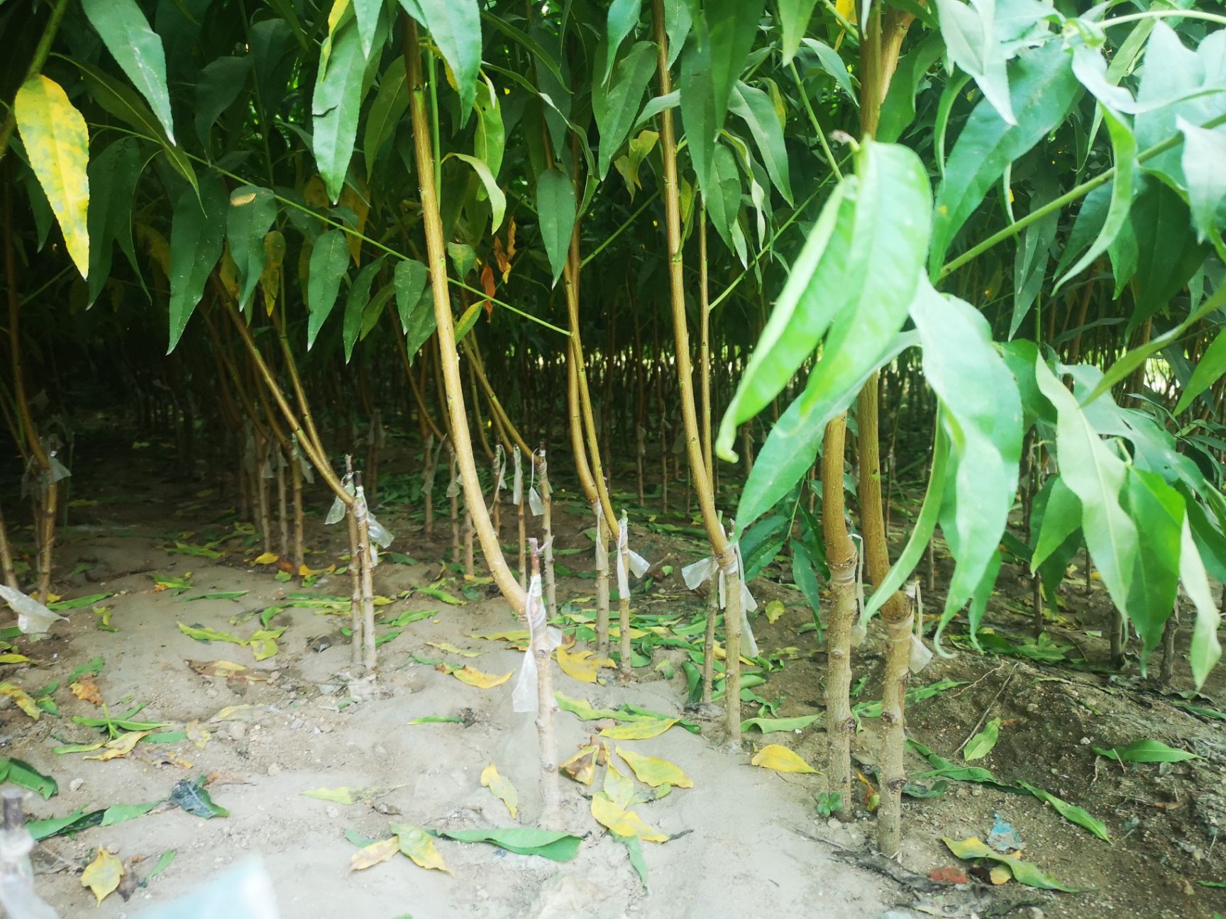 中桃8号嫁接苗 中桃八号嫁接种苗