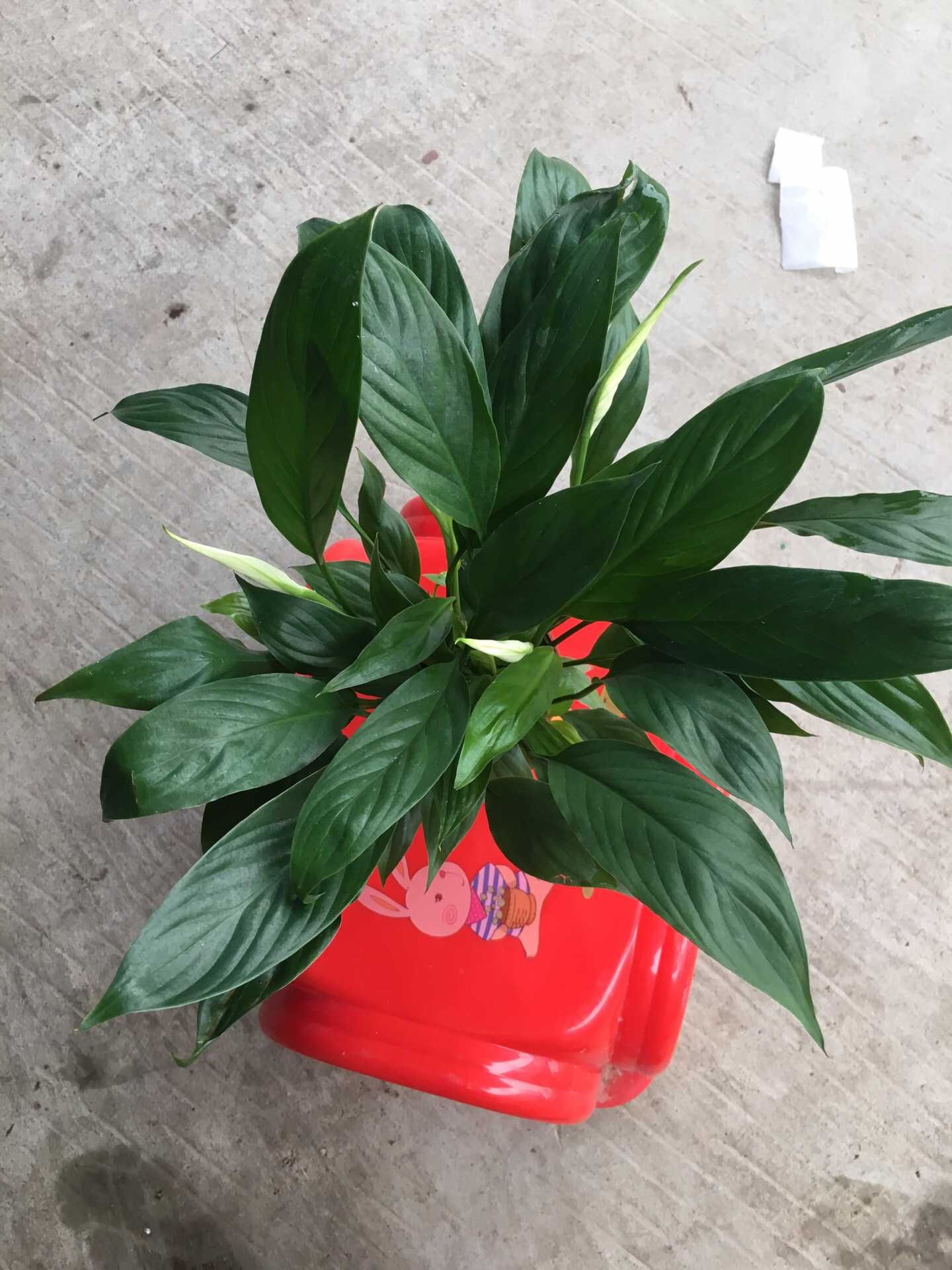  白掌一帆风顺90盆批发零售量大从优