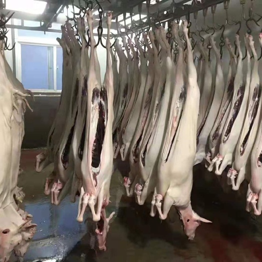 六盘水羊肉类 带皮白条羊