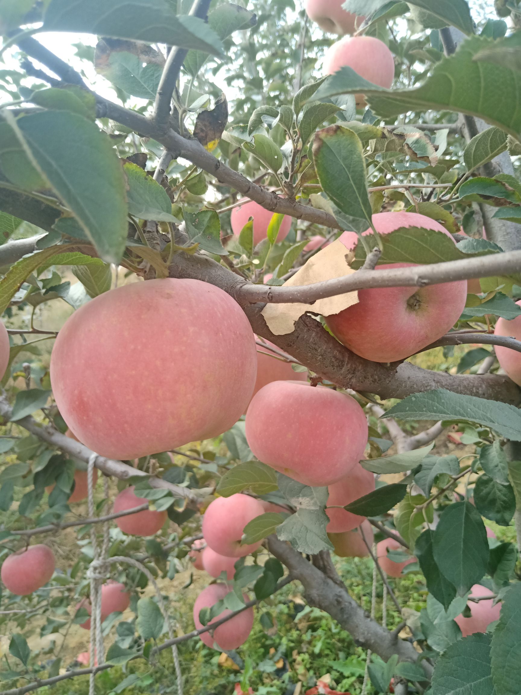  山地红富士苹果，颜色鲜艳口感甜