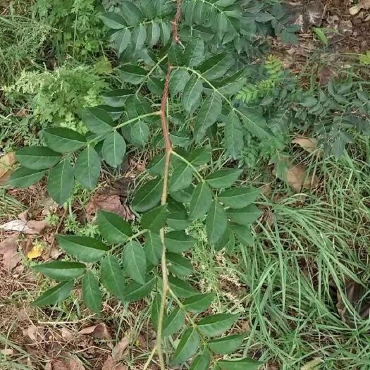 韩城市 无刺大红袍花椒苗