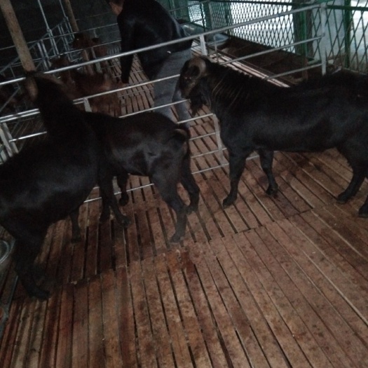 晴隆县 山羊，鲜羊肉