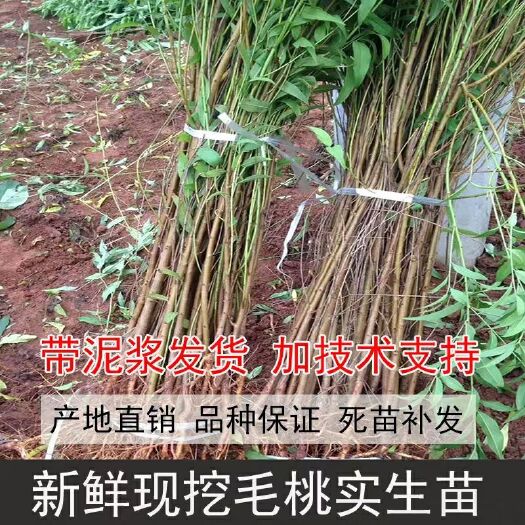 平邑县 毛桃苗 占地苗 量大有优惠 现挖现发 质量保证