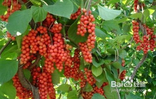 青龙县五味子苗 优选品种五味子秧苗