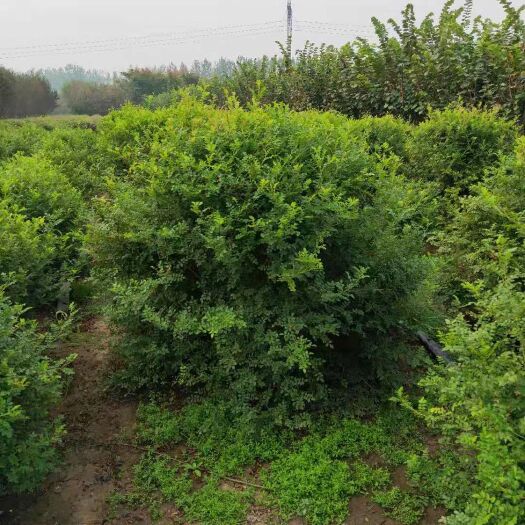 沭阳县 大量现货供应80-150公分黄刺玫球