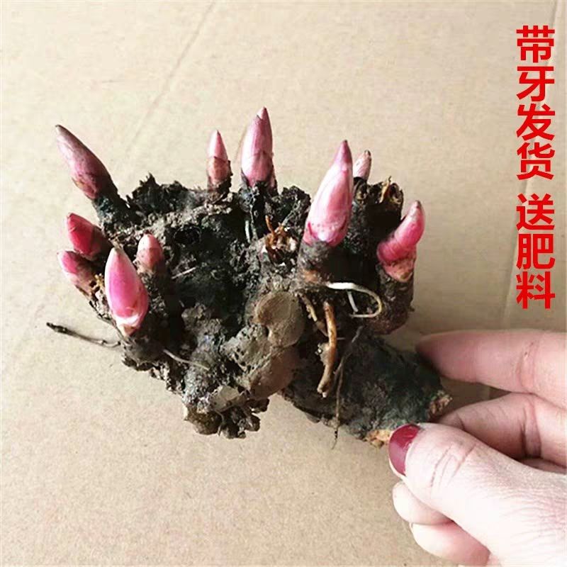 多花芍药 【勺药花盆栽 四季大根块多年生花卉盆栽易种带芽发货种跟当年开