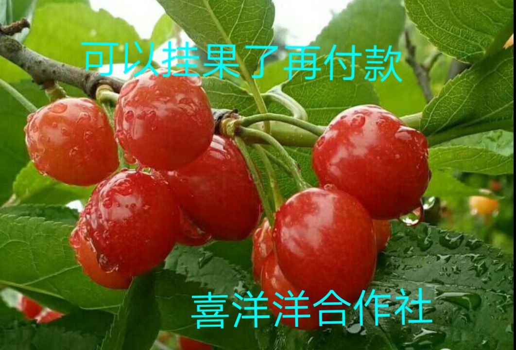玛瑙红樱桃树苗 大果樱桃，玛瑙红，车厘子，红灯，美早，俄八